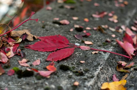 asp_970px_oszibudapest_magvera2